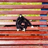 metal monkey