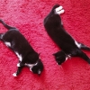 two cool cats